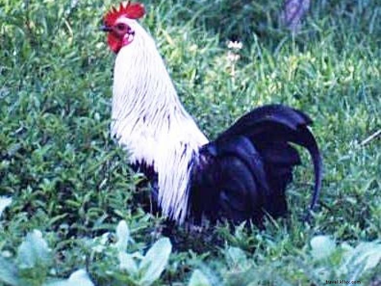 Les poulets sauvages de Fitzgerald