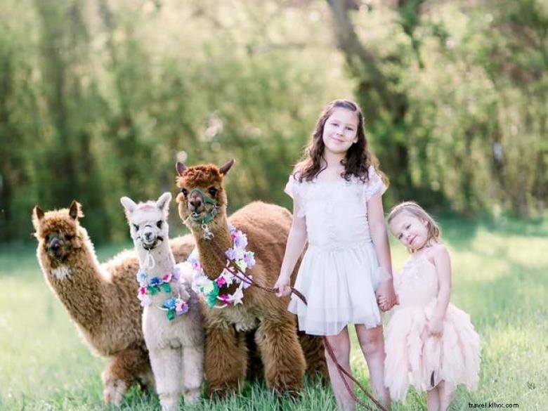 Ferme L&R Alpaca Haven