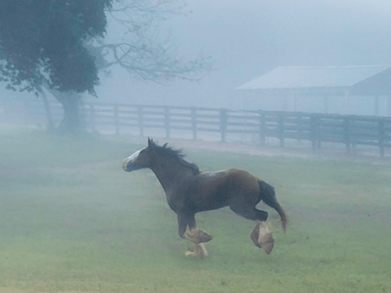 Ferme Clydesdale Classique