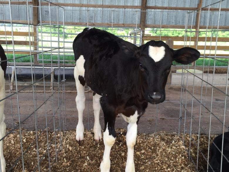 Visites de la ferme laitière Glo‑Crest