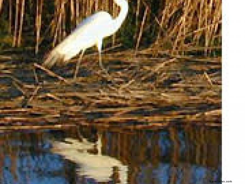 Visite culturelle et écologique de Harris Neck, Géorgie côtière