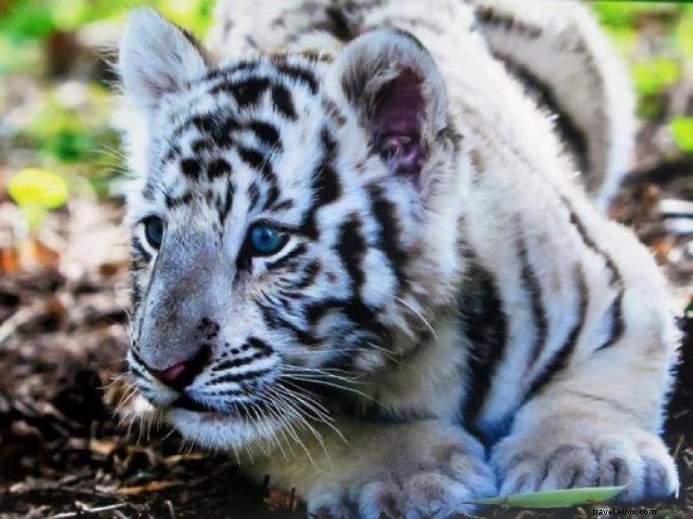 Réserve faunique de Chestatee, un zoo du nord de la Géorgie