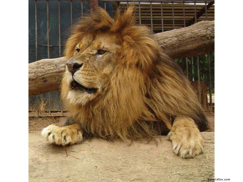 Réserve faunique de Chestatee, un zoo du nord de la Géorgie