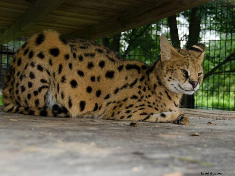 Réserve faunique de Chestatee, un zoo du nord de la Géorgie