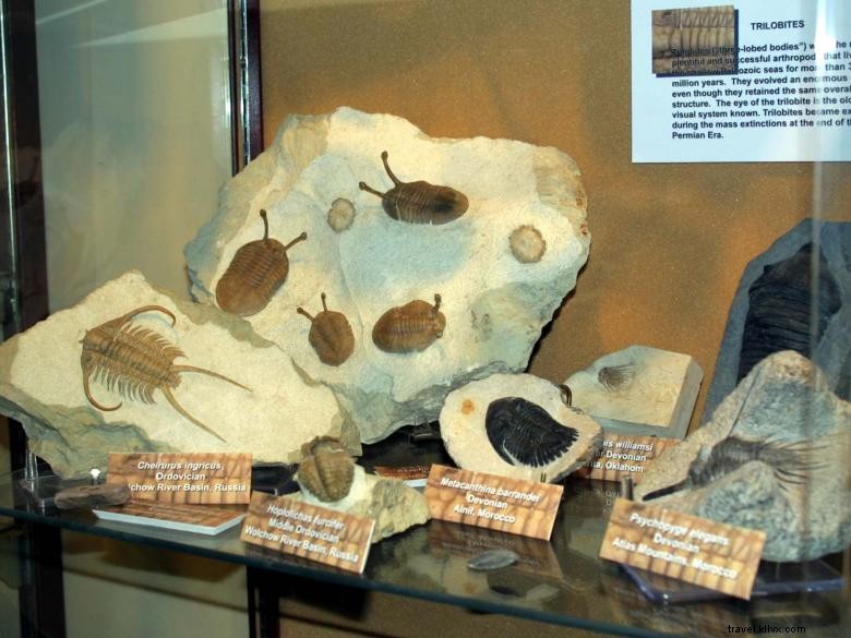 Musée d histoire naturelle du Georgia College & State University