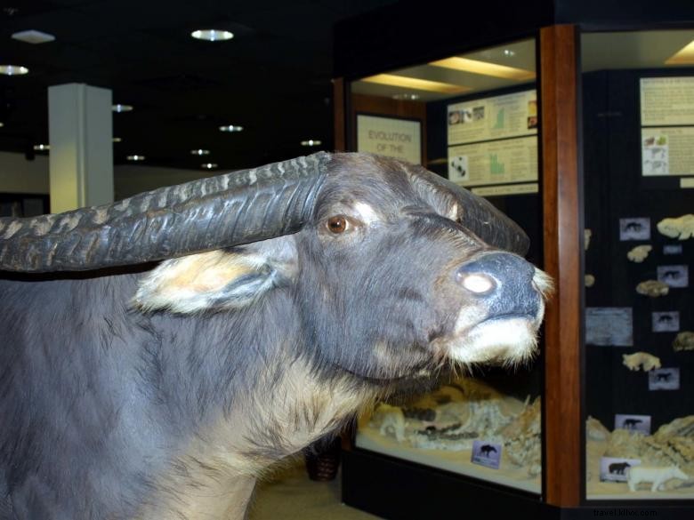Musée d histoire naturelle du Georgia College & State University