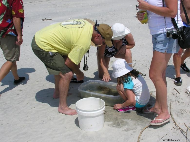 Excursions écologiques à Tybee Beach