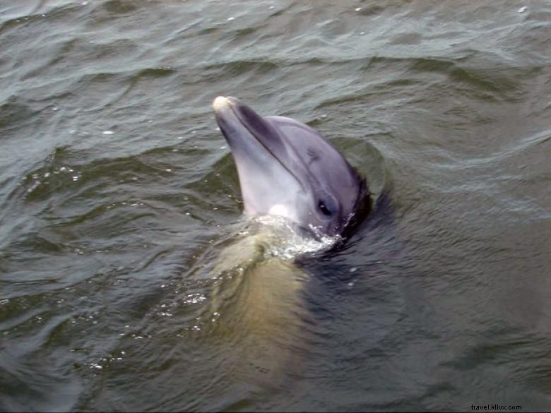 Excursions Magiques avec les Dauphins à Savannah