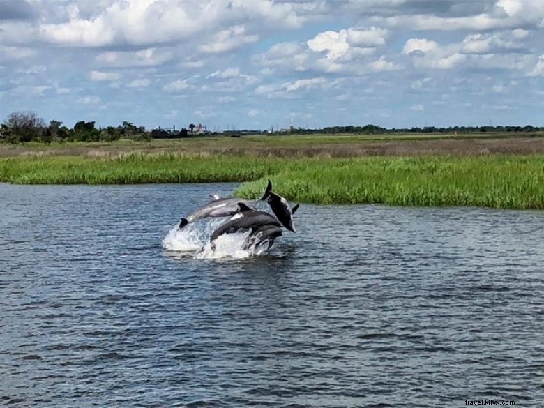 Excursions Magiques avec les Dauphins à Savannah