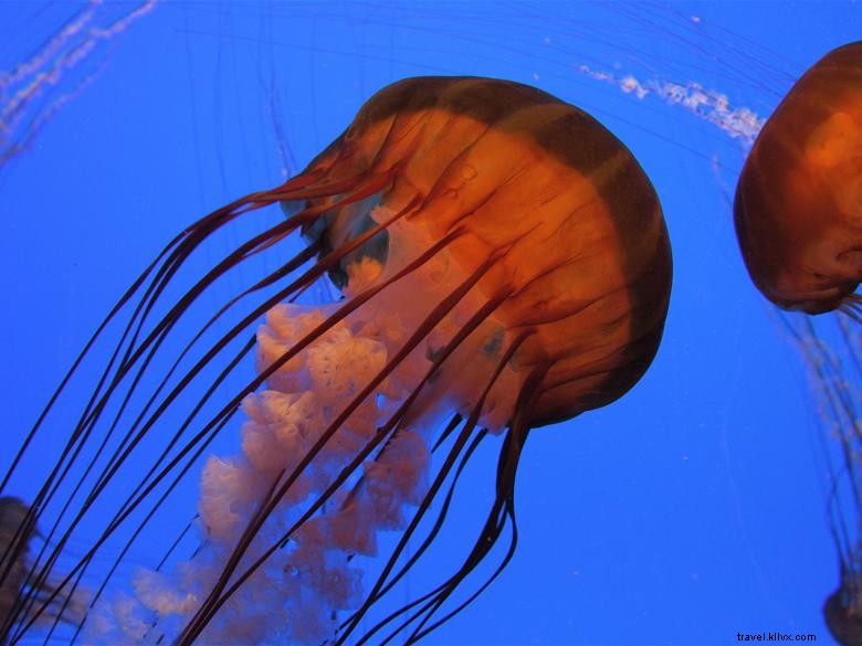 Aquarium de Géorgie
