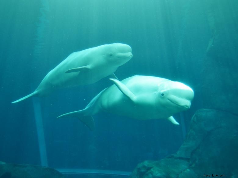 Aquarium de Géorgie
