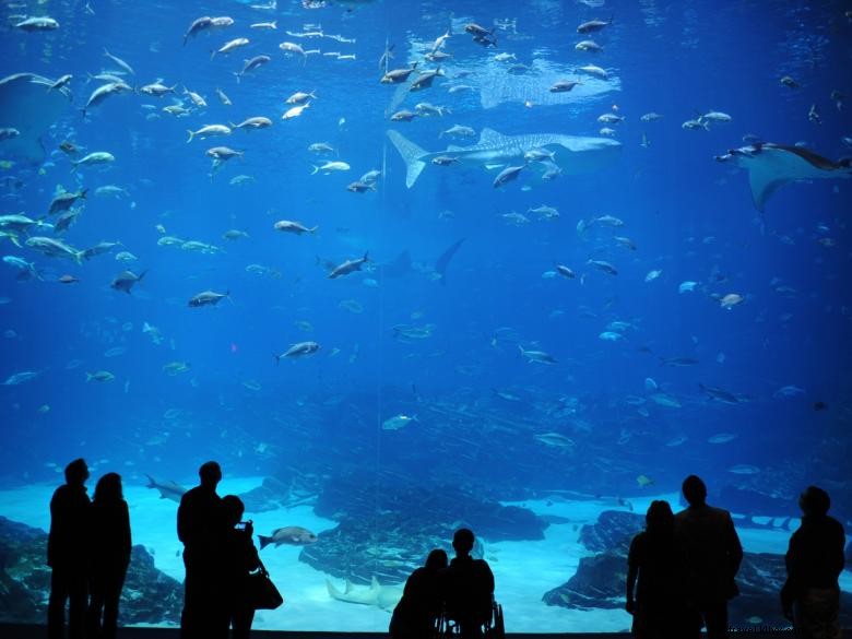 Aquarium de Géorgie
