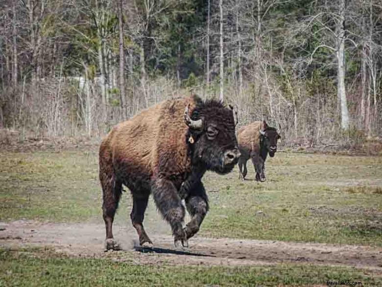 Ranch Georgia Buffalo & poste de traite
