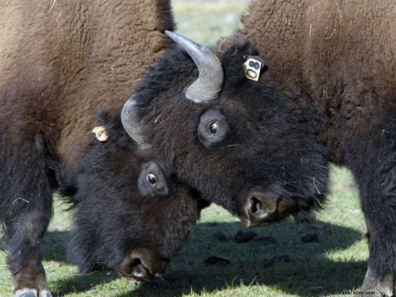 Ranch Georgia Buffalo & poste de traite