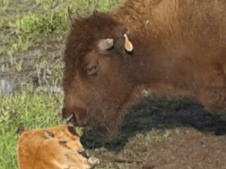Ranch Georgia Buffalo & poste de traite