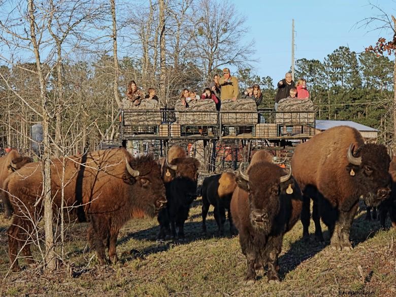 Ranch Georgia Buffalo & poste de traite