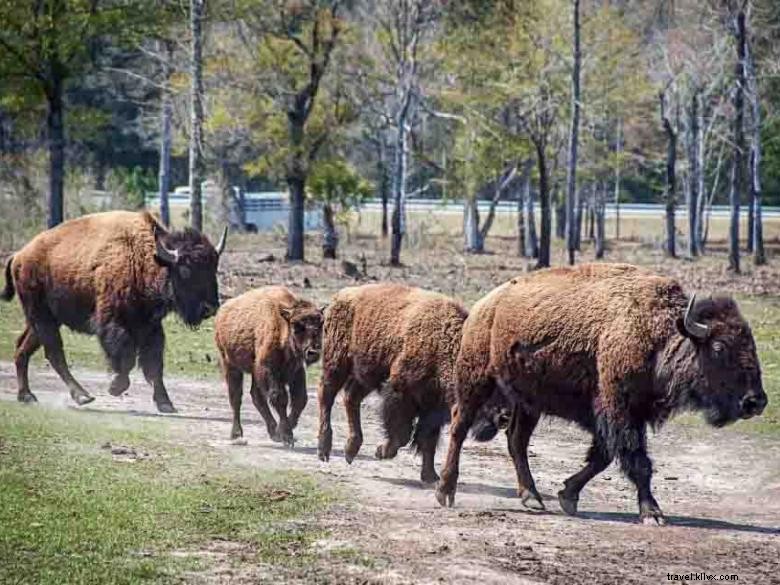 Ranch Georgia Buffalo & poste de traite