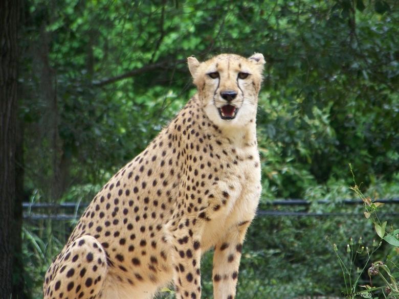 Parc Chehaw – Un refuge naturel du Sud-Ouest de la Géorgie
