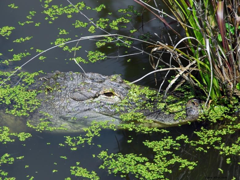 Parc Chehaw – Un refuge naturel du Sud-Ouest de la Géorgie
