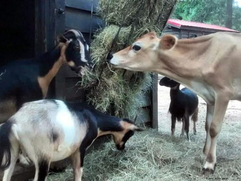Parc Chehaw – Un refuge naturel du Sud-Ouest de la Géorgie