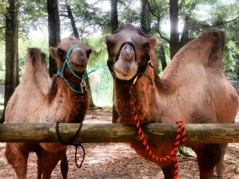 Parc Chehaw – Un refuge naturel du Sud-Ouest de la Géorgie