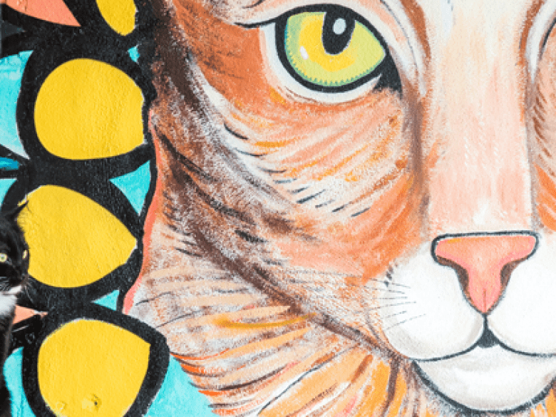 Chats Java – Café et Adoption à Marietta