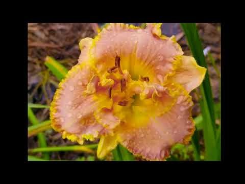 Hémérocalles du Paradis de la Jungle – Jardins d’Agritourisme en Géorgie