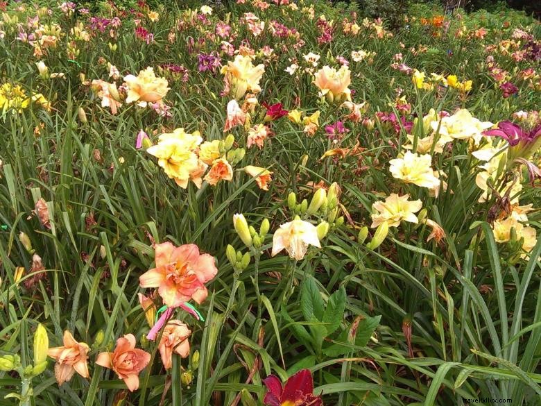 Hémérocalles du Paradis de la Jungle – Jardins d’Agritourisme en Géorgie