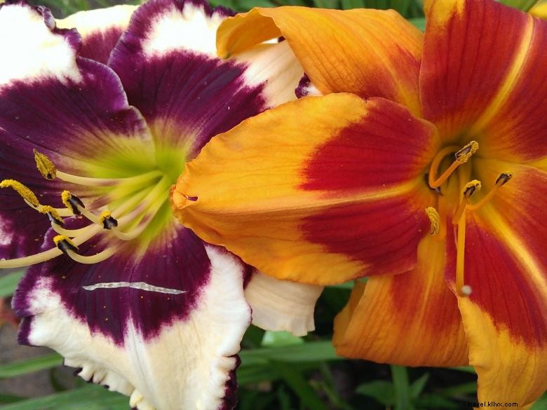 Hémérocalles du Paradis de la Jungle – Jardins d’Agritourisme en Géorgie