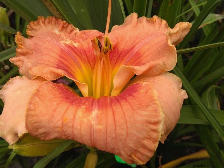 Hémérocalles du Paradis de la Jungle – Jardins d’Agritourisme en Géorgie