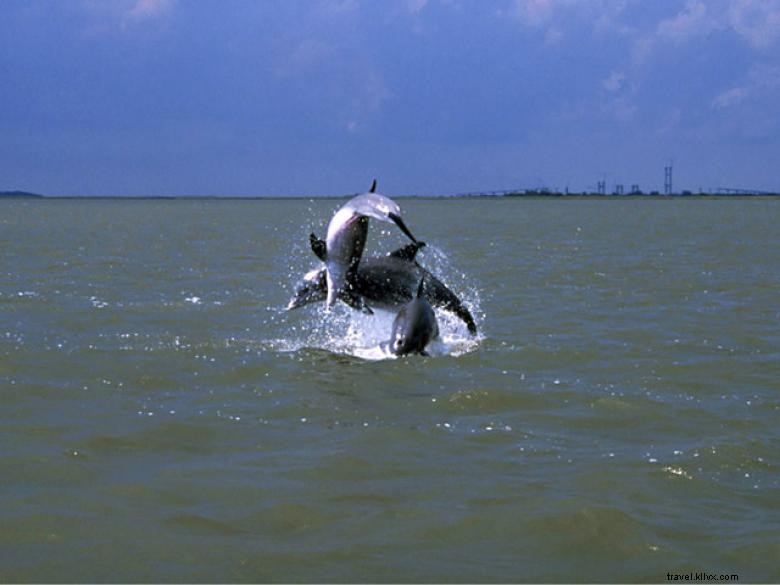 Balades en bateau avec les dauphins à l île Jekyll