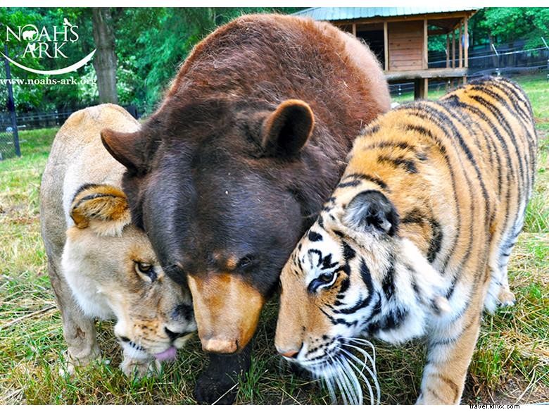 Le Sanctuaire Animalier de l Arche de Noé