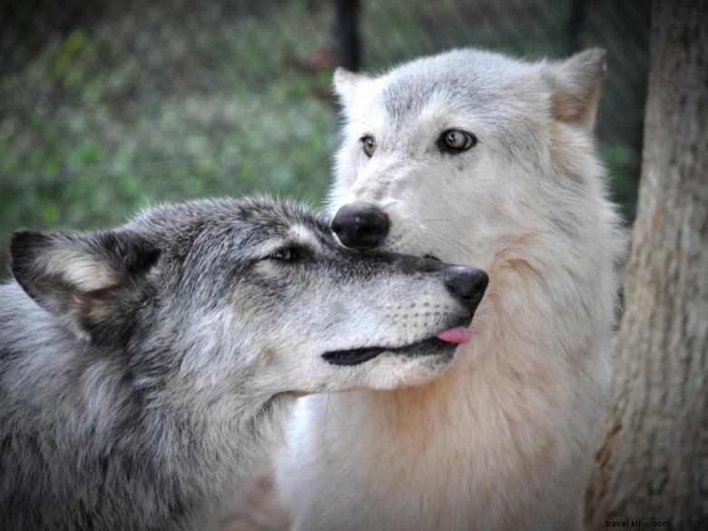 Le Sanctuaire Animalier de l Arche de Noé