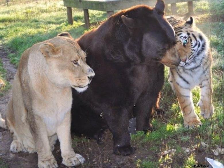 Le Sanctuaire Animalier de l Arche de Noé