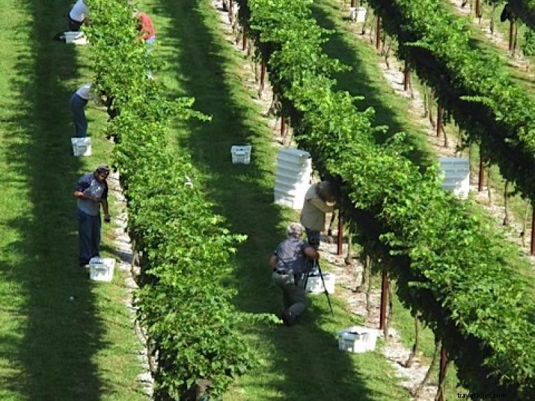 Les vignobles Stonewall Creek