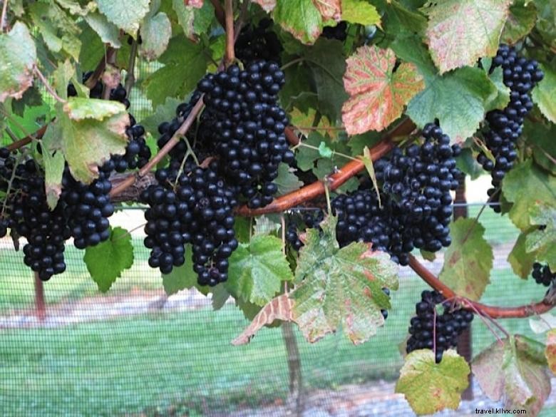 Les vignobles Stonewall Creek
