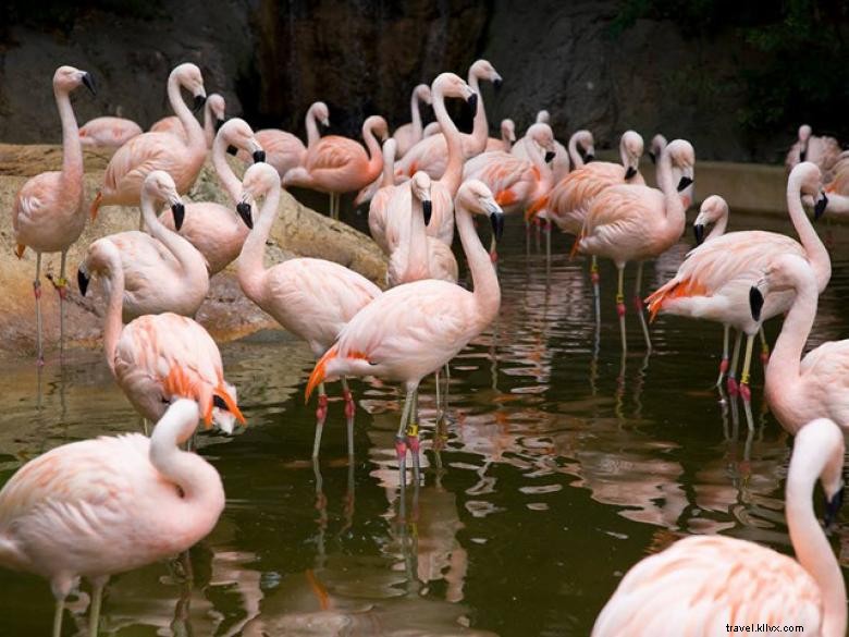 Le Zoo d Atlanta