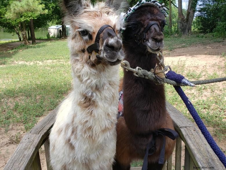 Tours de Lamas à Peloquin s Perch