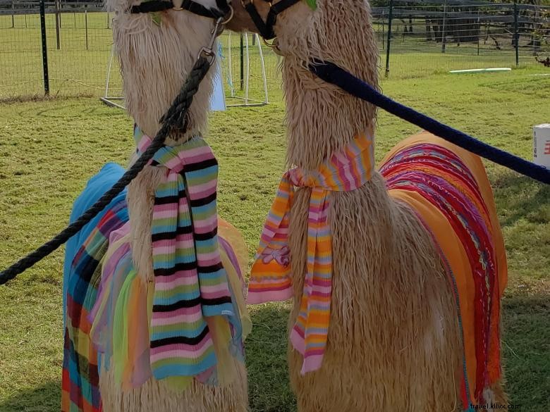 Tours de Lamas à Peloquin s Perch