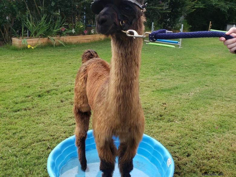 Tours de Lamas à Peloquin s Perch