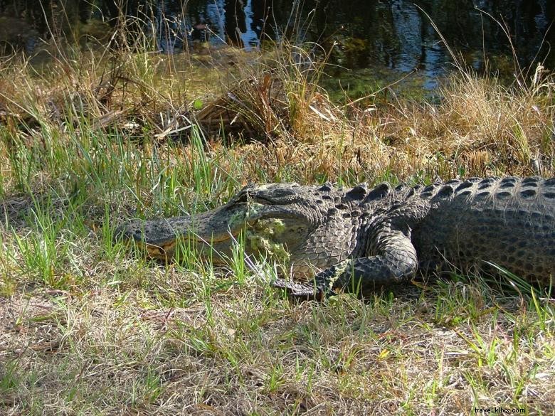 Bull River Cruises – Tours Écologiques