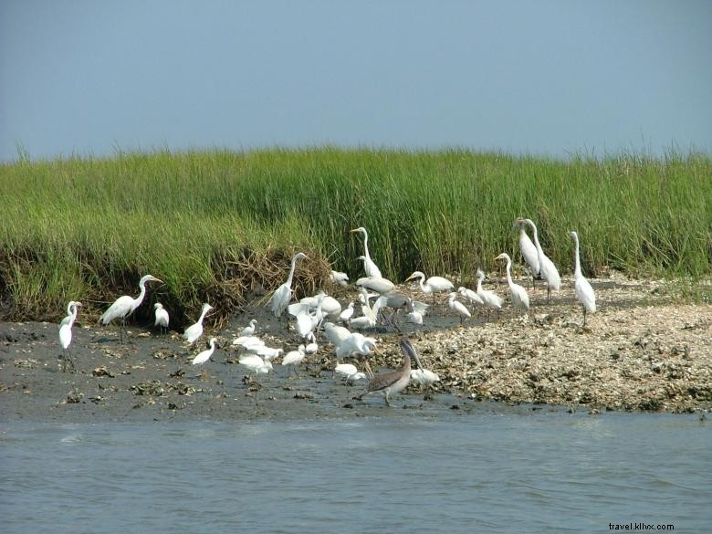 Bull River Cruises – Tours Écologiques