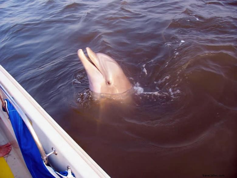 L Aventure du Dauphin du Capitaine Derek