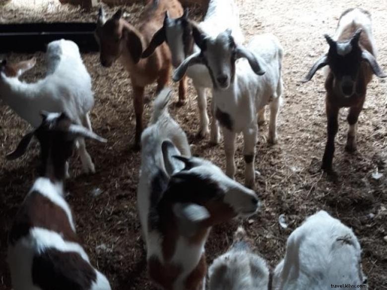 Ferme et boutique Shiloh Acres – Découverte
