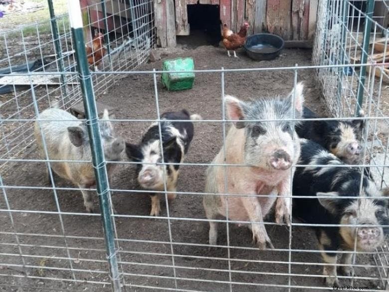 Ferme et boutique Shiloh Acres – Découverte