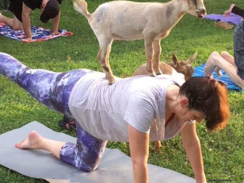 Yoga aux chèvres en Géorgie