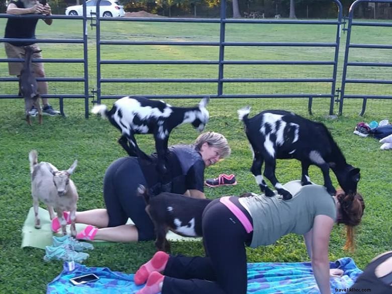 Yoga aux chèvres en Géorgie