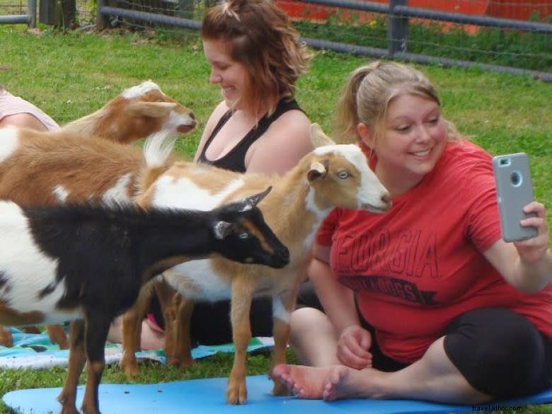 Yoga aux chèvres en Géorgie