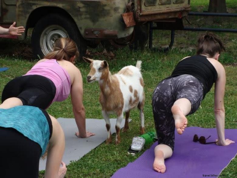 Yoga aux chèvres en Géorgie