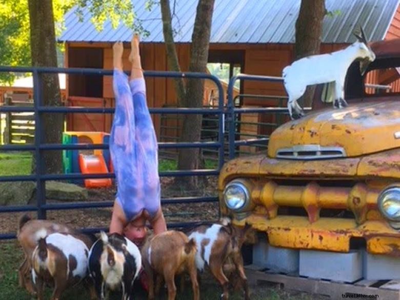 Yoga aux chèvres en Géorgie